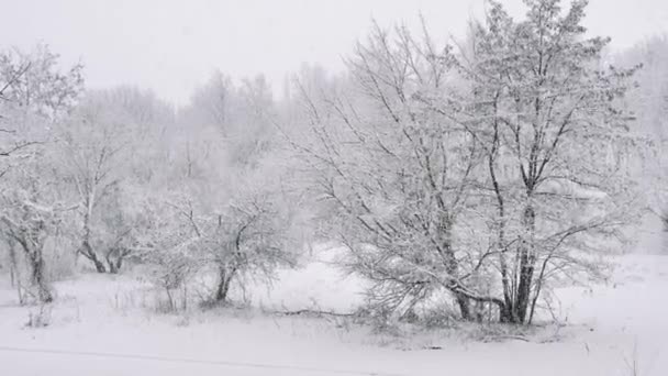 公园里在下雪 在雪中的树 多雪的冬天 — 图库视频影像