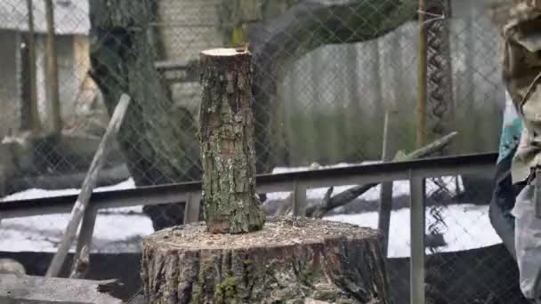 Bûcheron Hachant Bois Avec Une Hache — Video