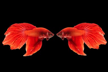 Siyam mücadele balık güzel hareketleri b izole