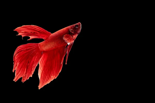 Сиамская боевая рыба в изоляции — стоковое фото