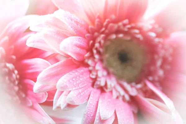 Hermosa gerbera caza de flores lluvia húmeda yacía en el suelo de madera . — Foto de Stock