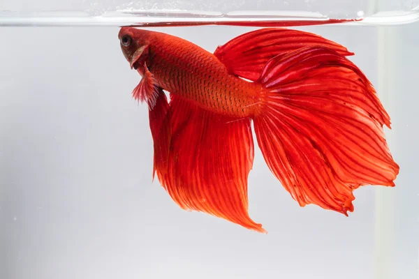 Hermosos movimientos de los peces siameses de lucha . — Foto de Stock