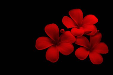 Siyah arka plan kırmızı Plumeria çiçekler