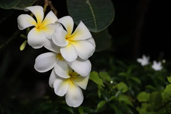 Schöne Blüten im Garten — Stockfoto