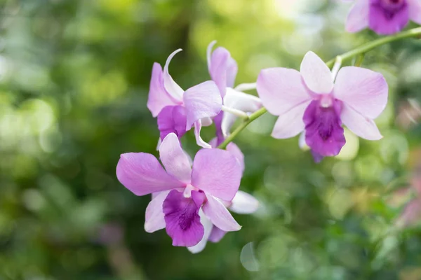 Fiori del Orchid stanno fiorendo — Foto Stock