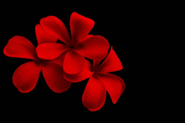 Живці квітів червоні квіти в чорному тлі — стокове фото