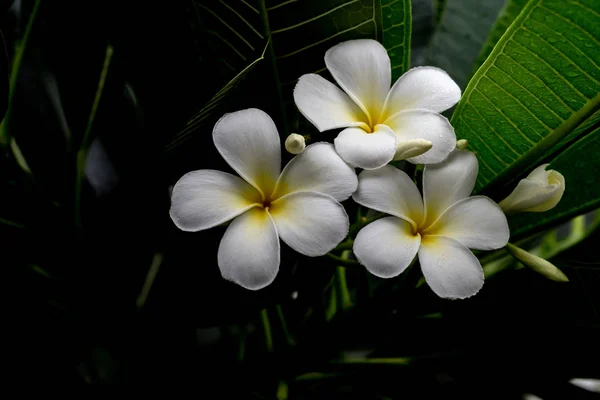 Flores de flor são belas flores . — Fotografia de Stock