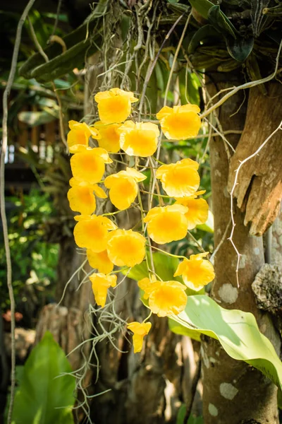 Schöne Blumen im Garten — Stockfoto