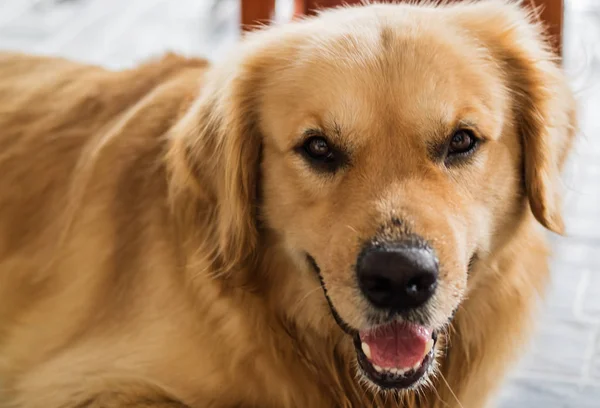 Altın bir köpeğe yakın çekim.