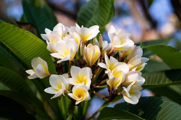 Flores de flor são belas flores . — Fotografia de Stock