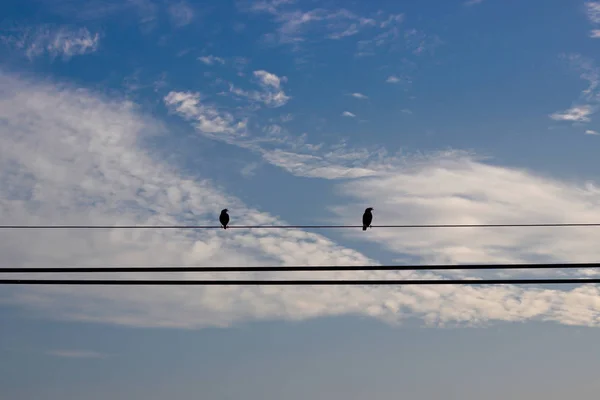 Acridotheres dwóch stojących na kabel w tle nieba — Zdjęcie stockowe