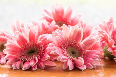 Güzel gerbera çiçek AVI ıslak yağmur ahşap zemin üzerinde yatıyordu.