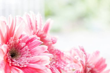 Güzel gerbera çiçek AVI ıslak yağmur ahşap zemin üzerinde yatıyordu.