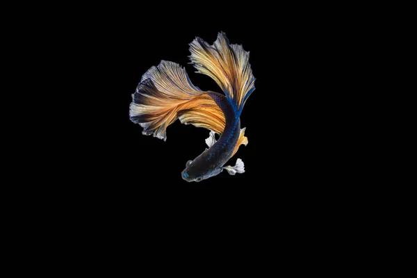 Красивые движения сиамской боевой рыбы . — стоковое фото