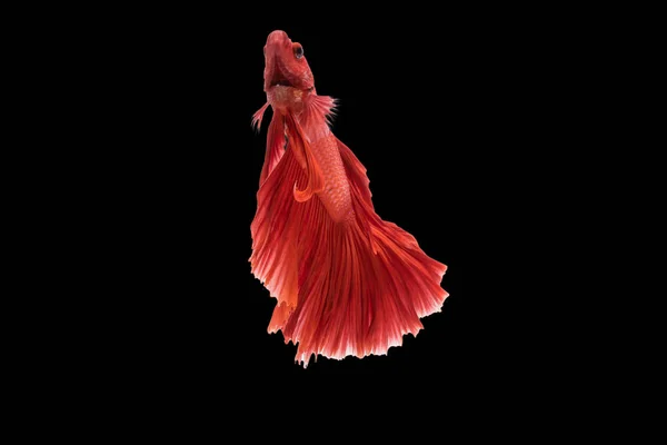Vackra rörelser av den siamesiska striderna fisken. — Stockfoto
