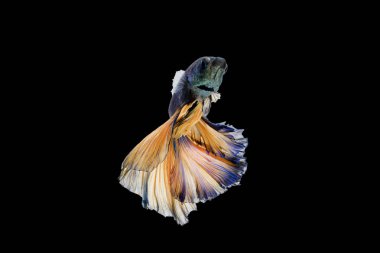 Siyam mücadele balık güzel hareketleri.