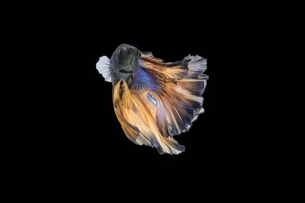 Beautiful movements of the Siamese fighting fish. — Stock Photo, Image