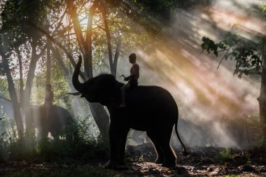 Kanchanaburi, Tayland - 3 Eylül 2017: fil fil yapıldı.