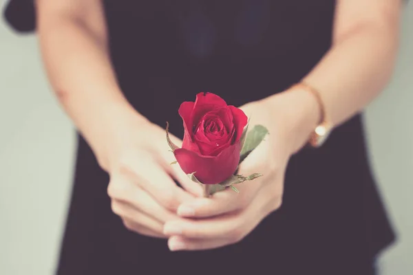 Woman hand hold red rose.valentin 's day concept all in love — стоковое фото