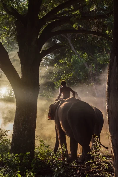 КАНЧАНАБІРІЯ, ТГАІЛАНД - СЕПРЕДЖЕННЯ 3,2017: Слон махаут був — стокове фото