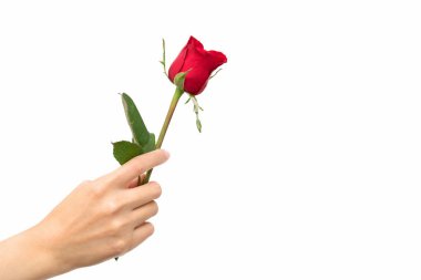 kadın elini tut kırmızı rose.valentin'ın gün kavramı her aşık 