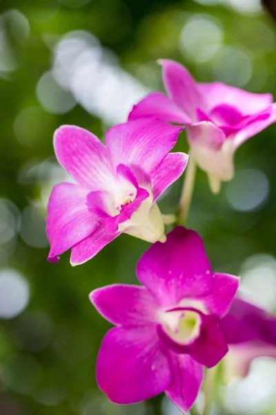 Orchidee che fioriscono nel giardino — Foto Stock