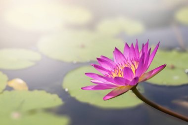 Lotus göle çiçek açması