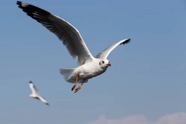As gaivotas voam em dias azuis frescos nos trópicos . — Fotografia de Stock