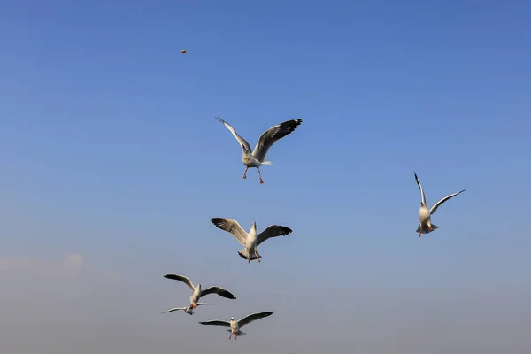 Gaivotas voando pairam para comer . — Fotografia de Stock