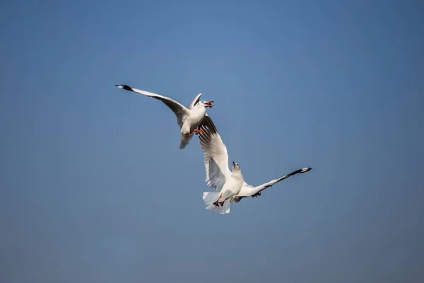 Les mouettes mangent de la nourriture . — Photo