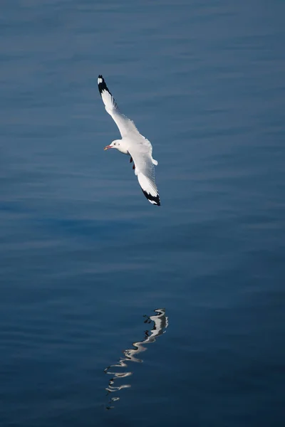 Les mouettes volent dans les jours bleus frais sous les tropiques . — Photo