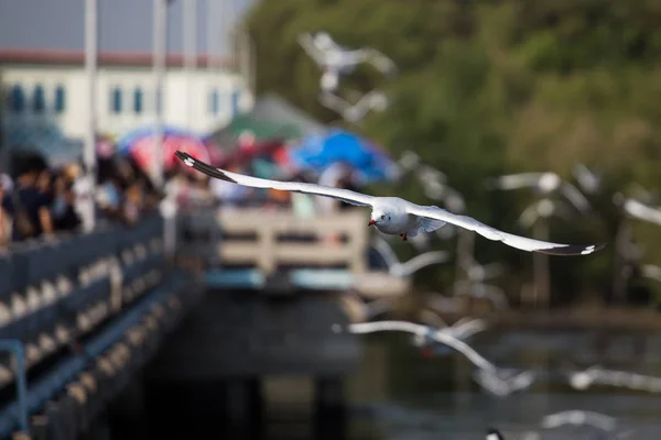 :As gaivotas fogem do frio . — Fotografia de Stock