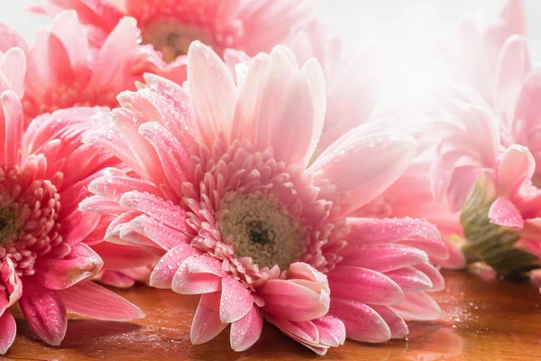 Gerbera Piękny Kwiat Polowanie Mokre Deszczu Leżał Drewnianej Podłodze — Zdjęcie stockowe