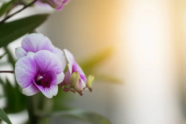 Las orquídeas están floreciendo con la luz de la mañana . — Foto de Stock