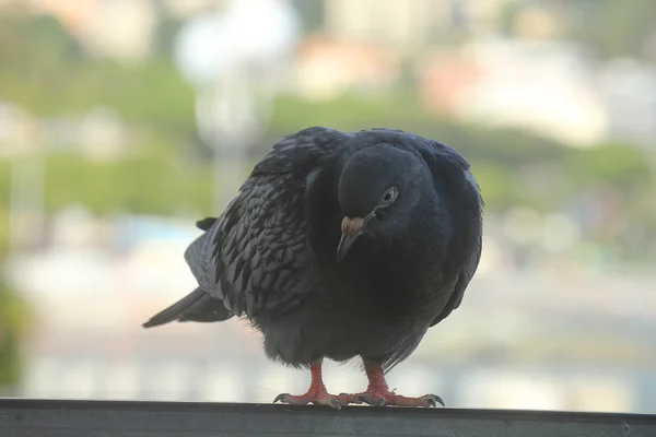 Taube auf dem Balkon — Stockfoto