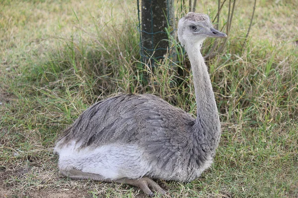 Ostrich lying on the grass — Stock Photo, Image