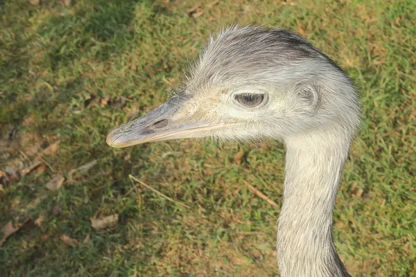 Ostrich in the meadow — Stock Photo, Image