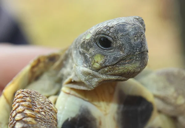 Черепаха Закри — стокове фото