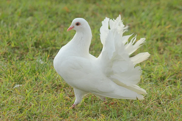 Gołąb biały na trawie — Zdjęcie stockowe