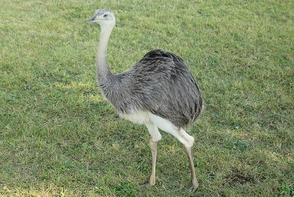 Ostrich walking in a field — Stock Photo, Image