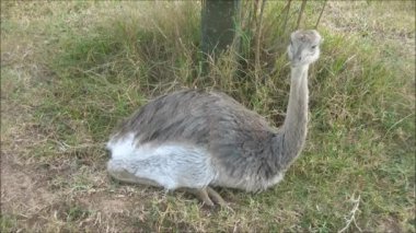 Devekuşu civciv çim üzerinde yalan