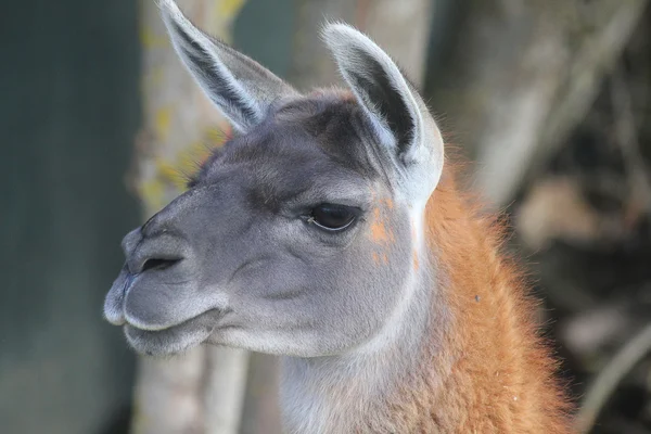 Lama yakın çekim