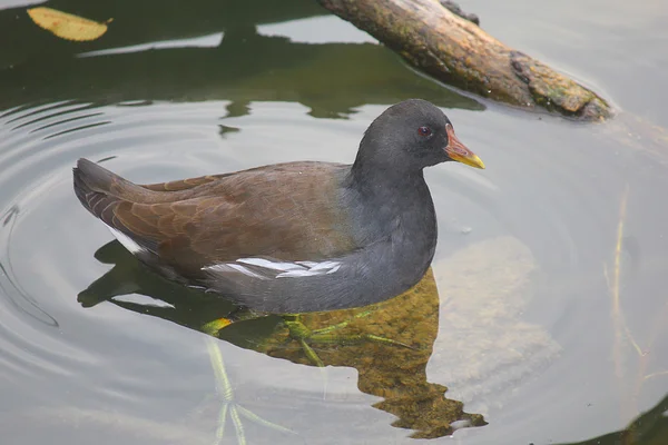 Pato reflejado en el agua del lago —  Fotos de Stock