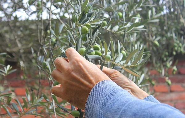 树上的橄榄收获的手 — 图库照片