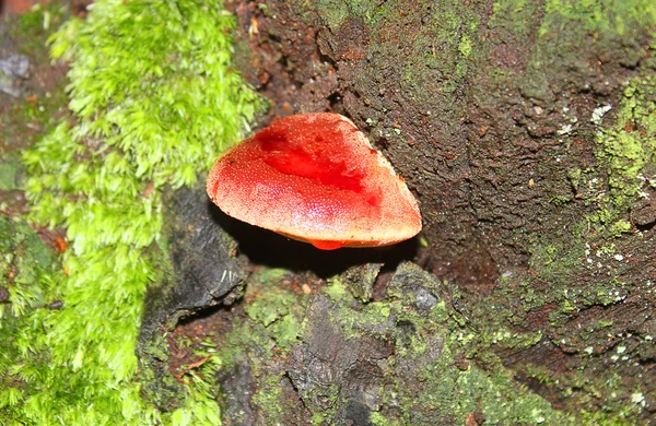 Langue de bœuf champignon sur un tronc d'arbre — Photo