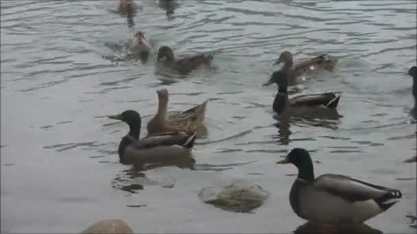 Patos comiendo en el lago — Vídeo de stock