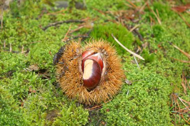 kestane kirpi üzerinde yosun