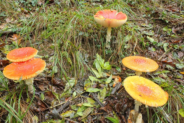 Cogumelos na grama na floresta — Fotografia de Stock