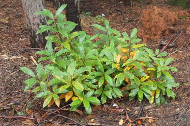 kestane ormandaki küçük bitki