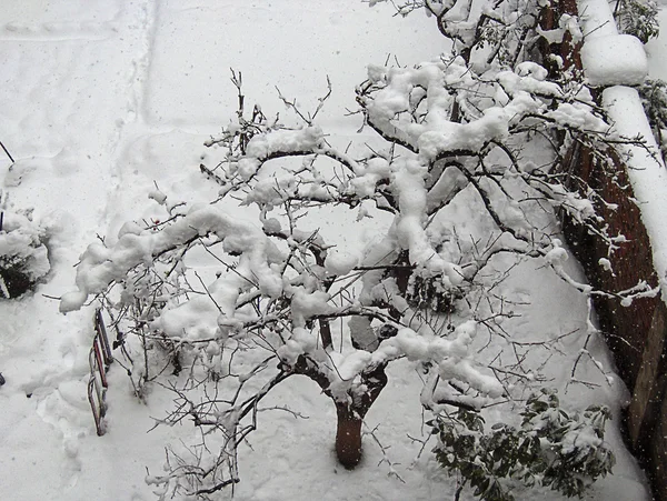 Fa, a hó, felülről — Stock Fotó